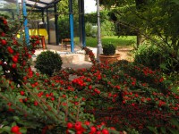 /album/le-jardin/jardin1-jpg2/