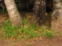 /album/le-jardin/jardin6-jpg/